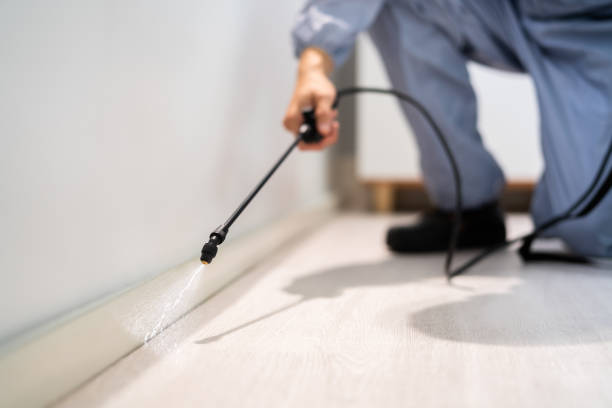 Bed Bug Pre-Treatment Preparation Assessment in Helemano