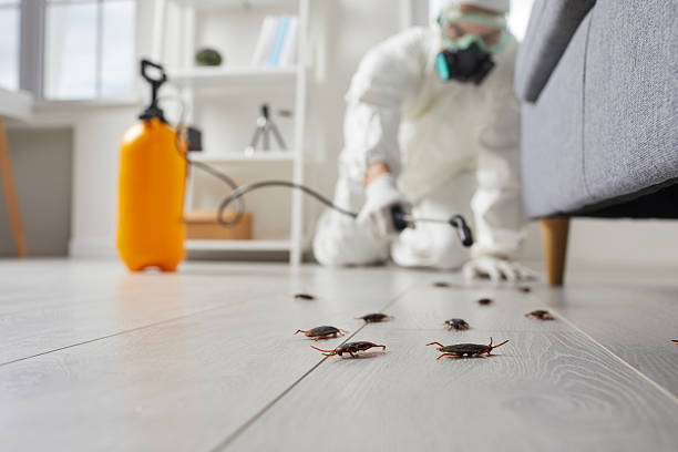 Post-Treatment Bed Bug Interceptor Monitoring in Helemano